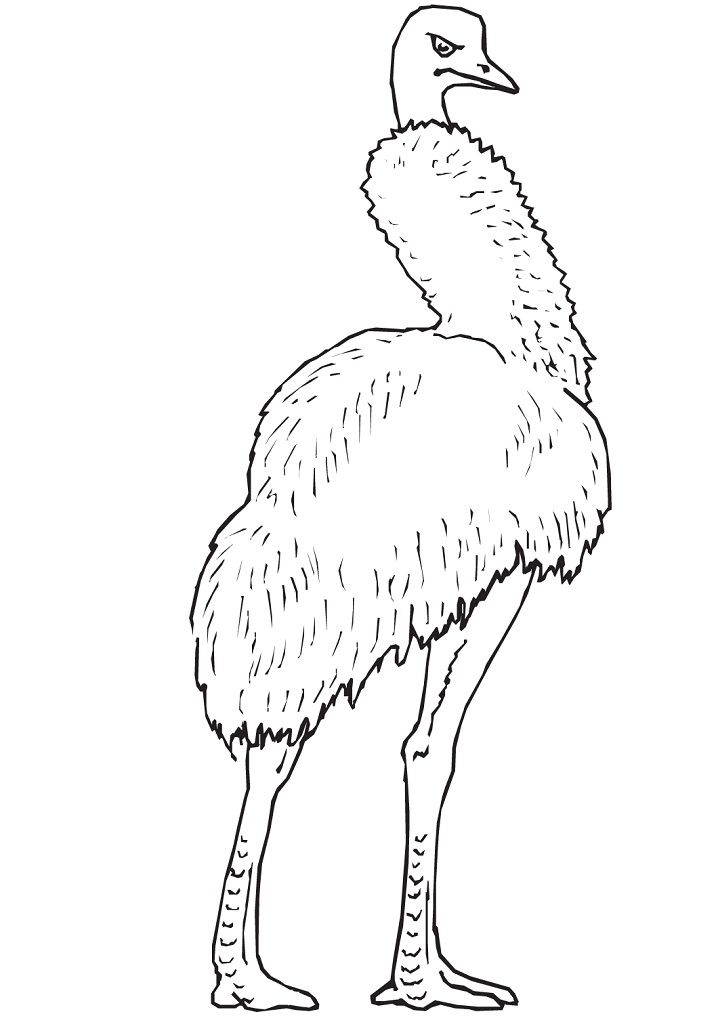 Printable Australia Emu coloring page for both aldults and kids.