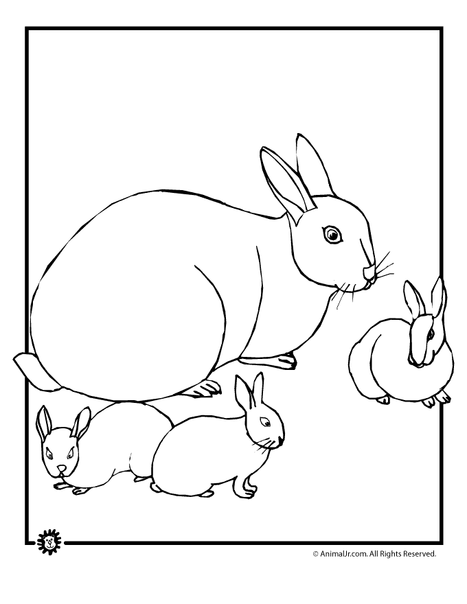 bunny coloring pages baby animal jr