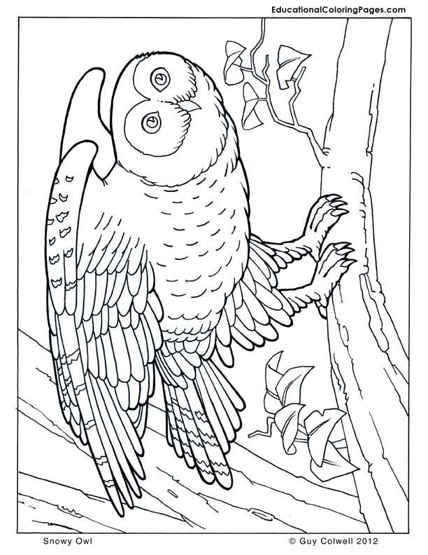 owl coloring page | Coloring Book