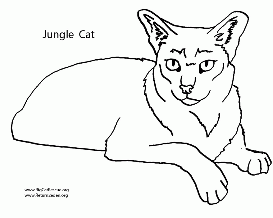 Get More Free Wild Cat Coloring Pages Hagio Graphic Jungle 230027