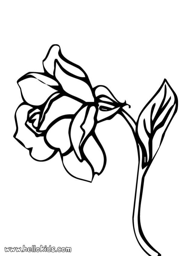 FLOWER coloring pages - Rose flower