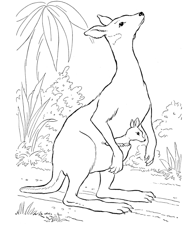 Kangaroo Coloring Page : Printable Coloring Book Sheet Online for