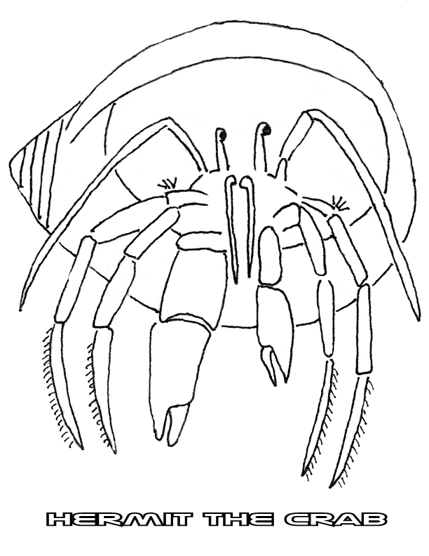 Hermit Crab Coloring Pages Images & Pictures - Becuo