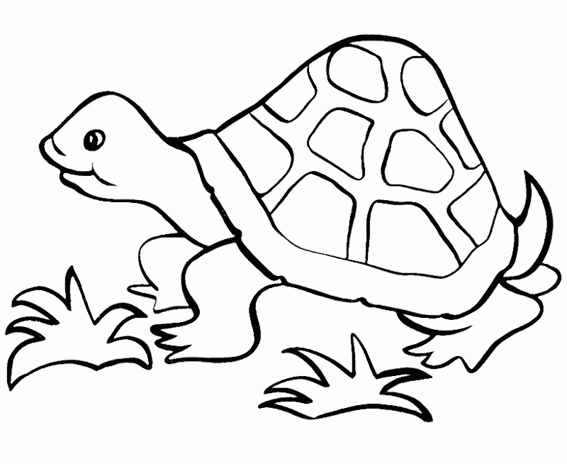 Turtle-Coloring-Pages-For-Kids
