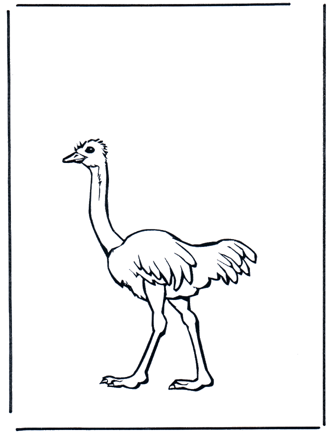 Ostrich 2 - Birds