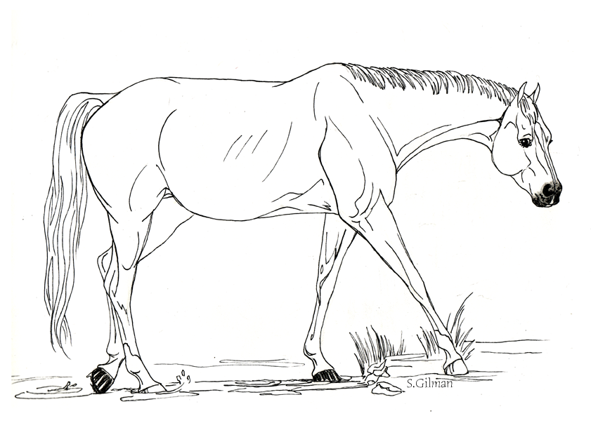 horses to color | Coloring Picture HD For Kids | Fransus.com841