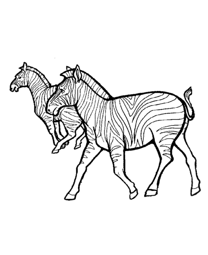 Wild Animal Coloring Pages | African Zebras Coloring Page and Kids