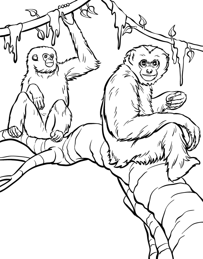 realistic monkey Colouring Pages