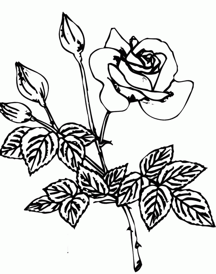 Rose Coloring Sheets Printables - Flowers Coloring Pages : Free