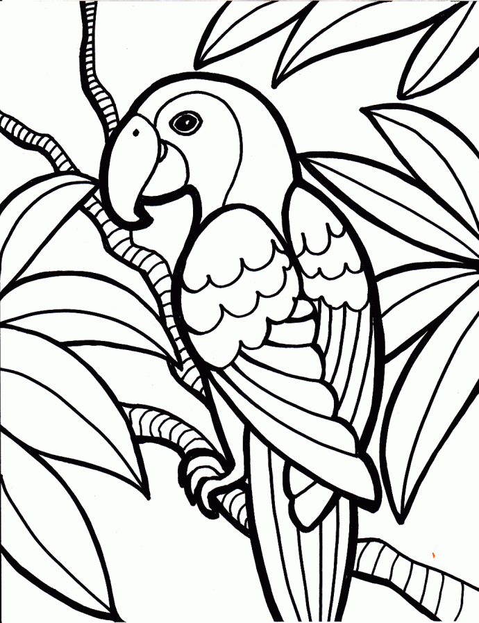 Parrot Bird Coloring Pages, Coloring Pages Wallpaper, hd phone