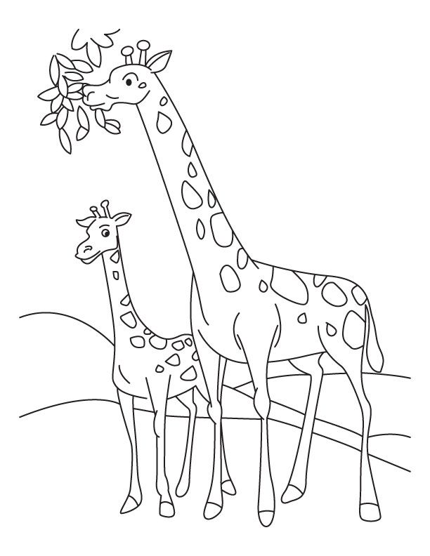 Giraffe and Calf coloring page | Download Free Giraffe and Calf