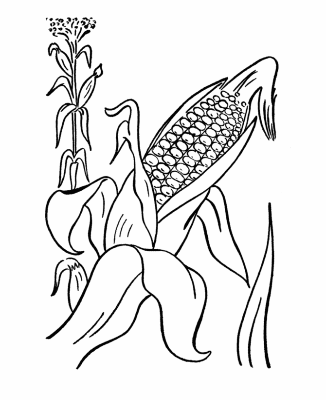 Thanksgiving Holiday Coloring page sheets: Thanksgiving Harvest