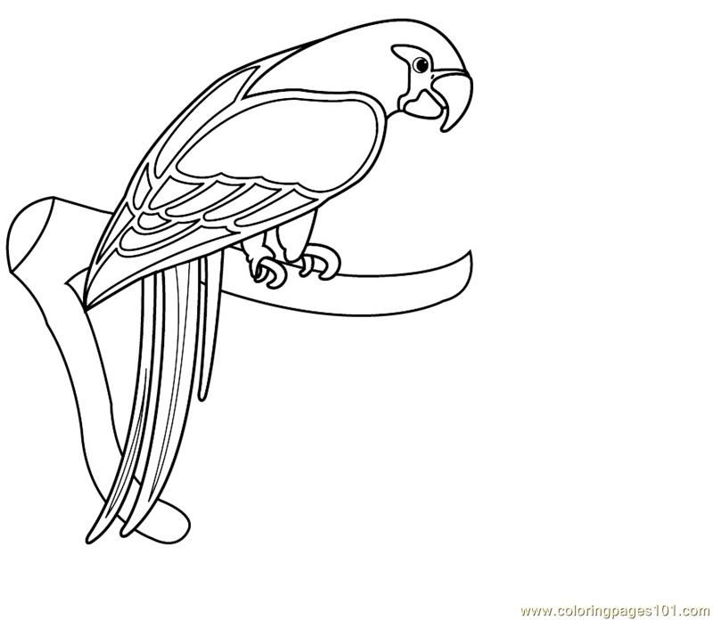 Coloring Pages Parrot (Birds > Parrots) - free printable coloring