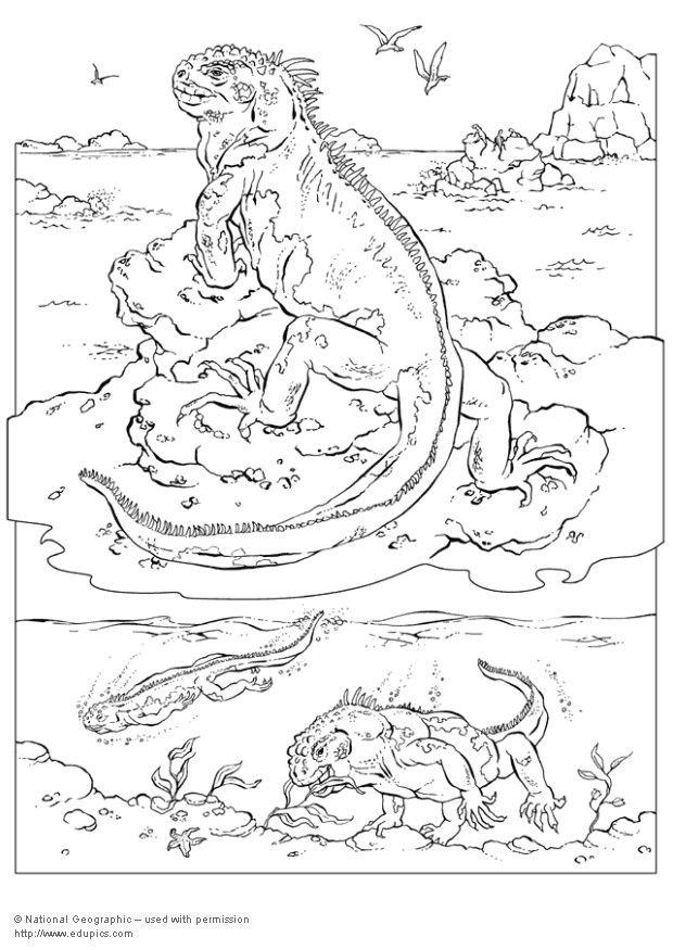 Coloring page iguana - img 5741.