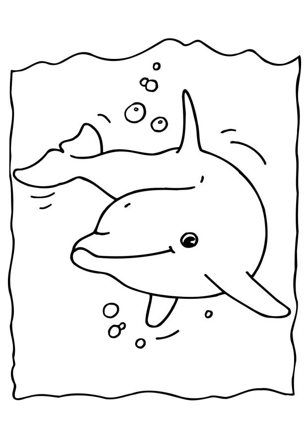 Dolphin coloring paper