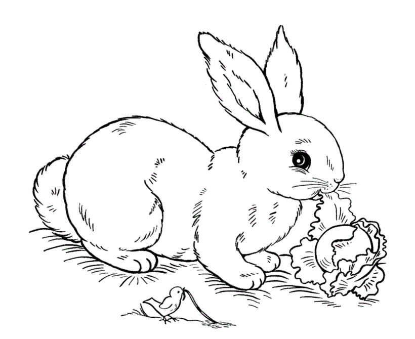 Easter Bunny Coloring Pages To Print - Free Coloring Pages For