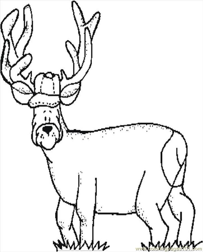 g deer Colouring Pages