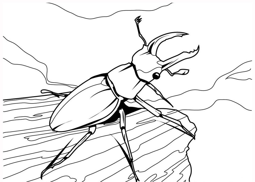 Beetle Realistic Insect Coloring Pages :Kids Coloring Pages