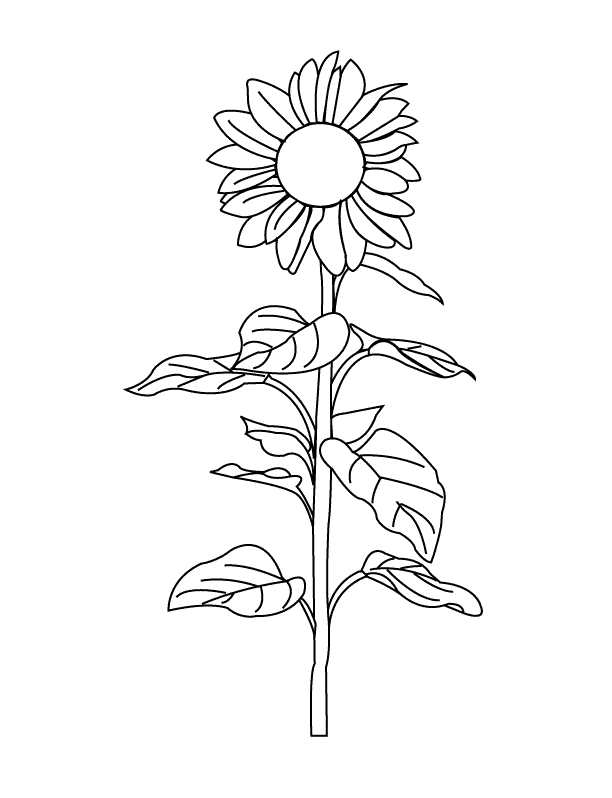 Sunflower Coloring Pages | kids world