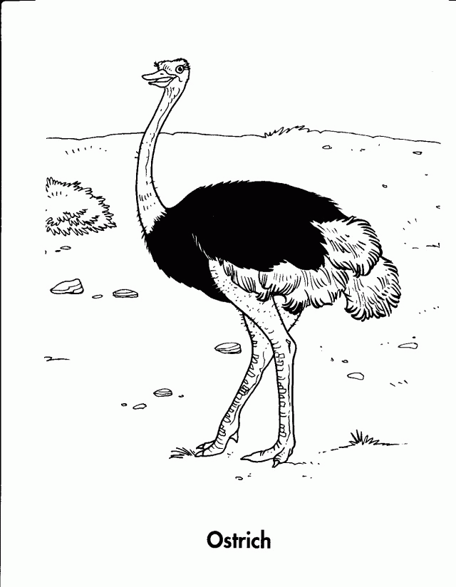 Coloring Pages Animals Ostrich 282778 Ostrich Coloring Page