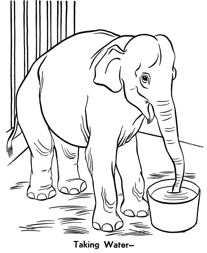 coloring pages of jungle animals – 550×550 Coloring picture animal