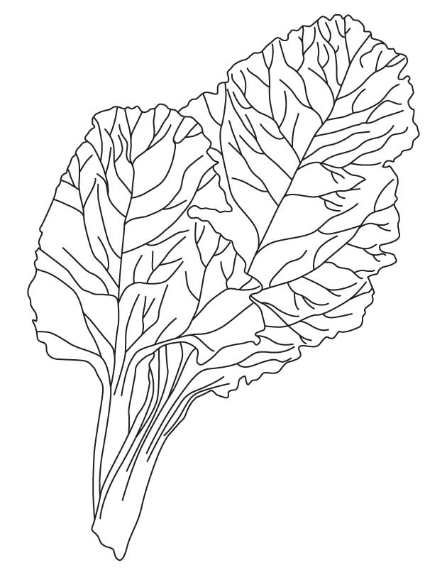 Leafy vegetable coloring pages, Kids Coloring pages, Free