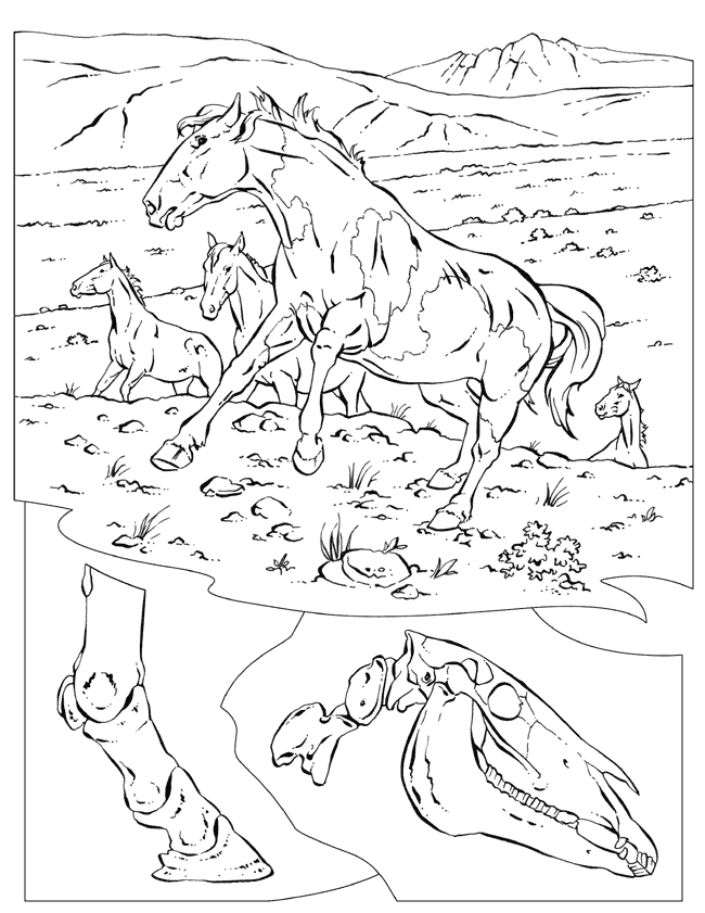 Hard Coloring Pages Of Horses Images & Pictures - Becuo