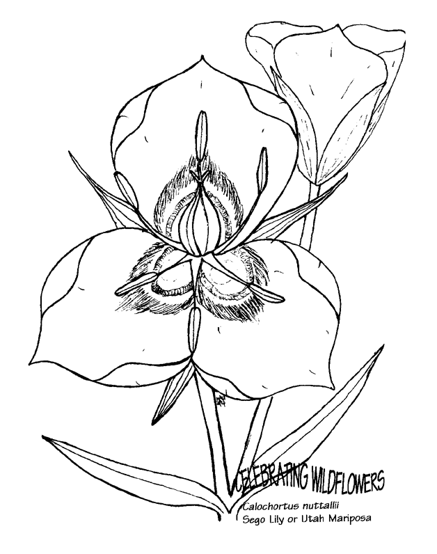 Utah Mariposa Free Coloring Pages for Kids - Printable Colouring