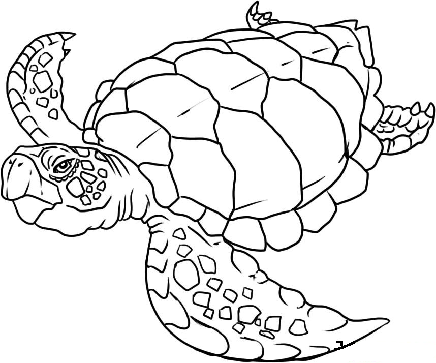 ocean animal coloring pages – 858×714 High Definition Wallpaper