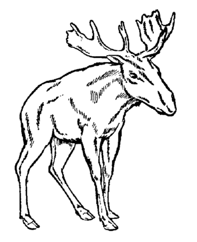 Images Of Moose Coloring Pages - Kids Colouring Pages