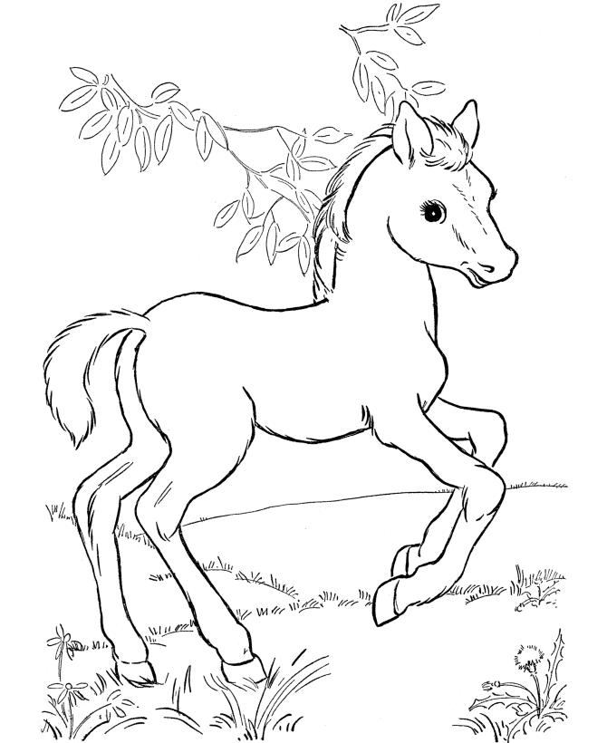 horses+club Colouring Pages