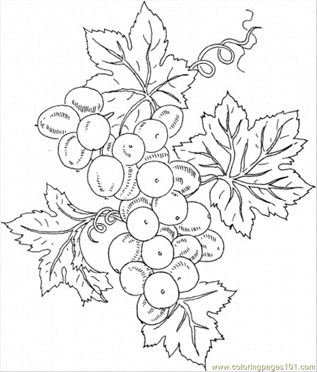 Coloring Pages Grape 10 (Food & Fruits > Grapes) - free printable