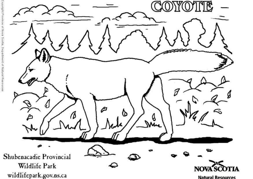 coyote coloring pages : Printable Coloring Sheet ~ Anbu Coloring