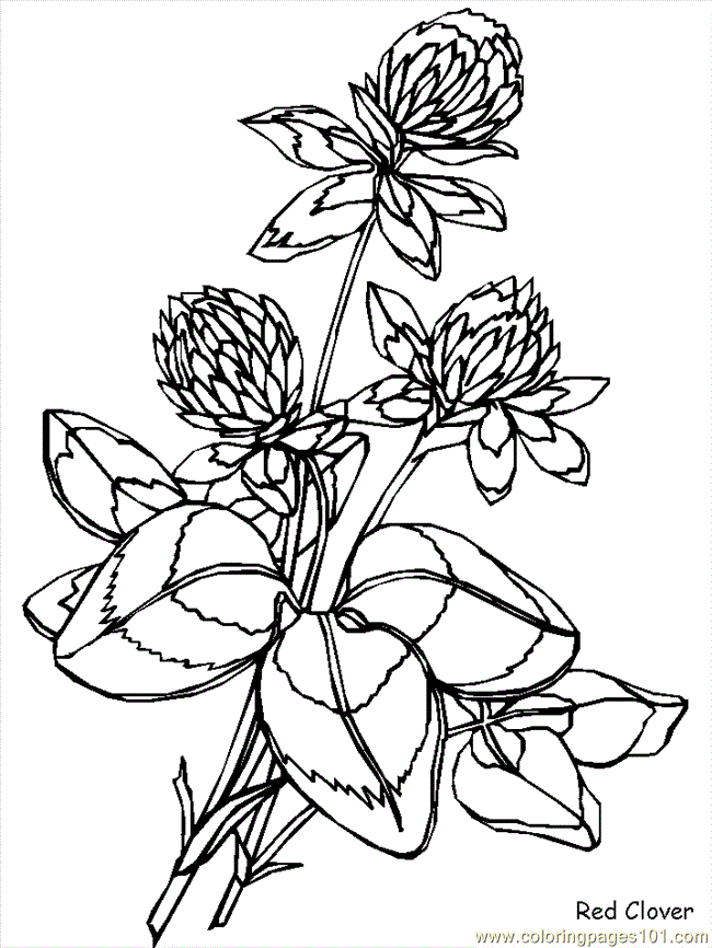 Coloring Pages Flower Coloring Pages Redclover (Natural World