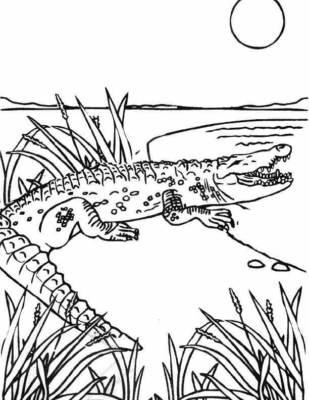 Print Out Share This Printable Louisiana Alligator Coloring Page