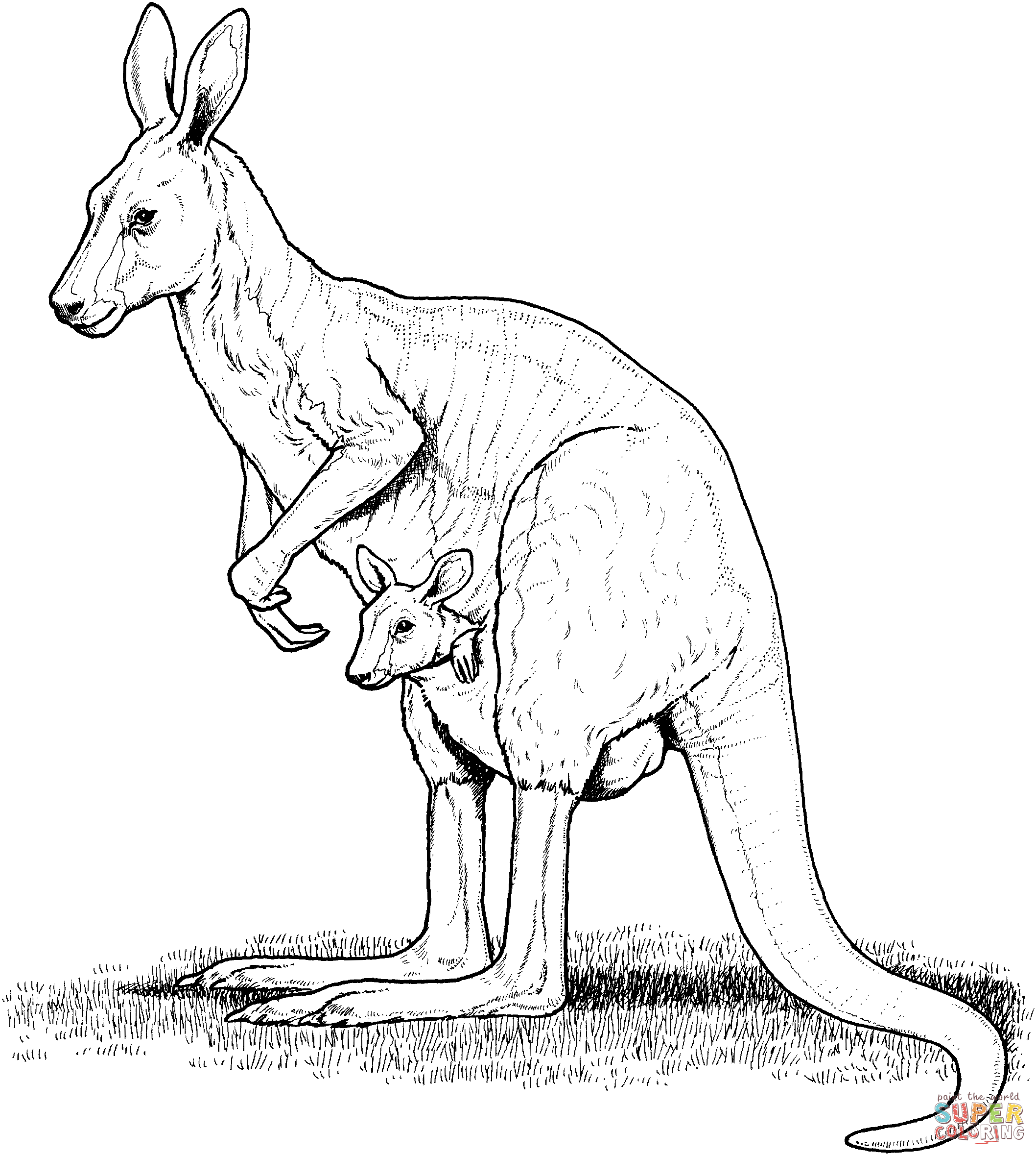Kangaroos coloring pages | Free Coloring Pages