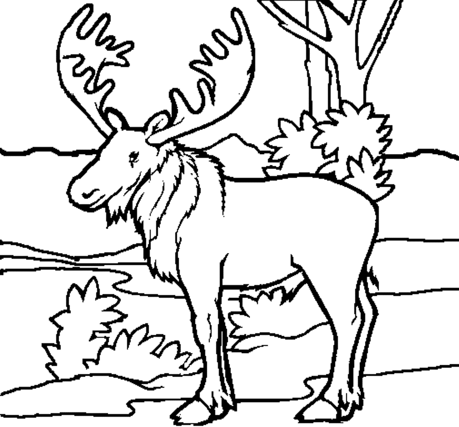 Animal Coloring Pages To Print Full Size - Coloring Pages For All Ages