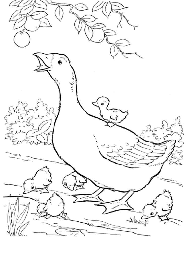 Goose coloring pages. Download and print Goose coloring pages