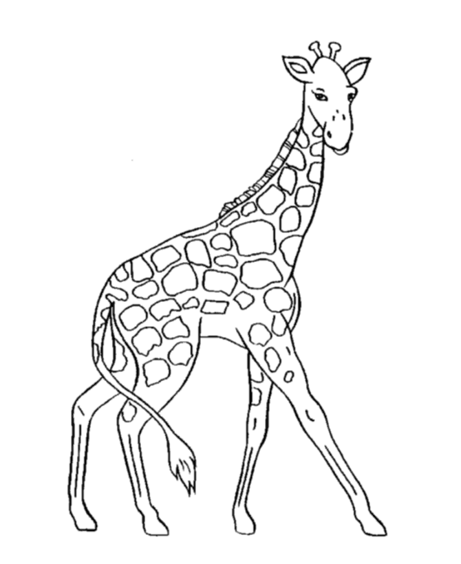 Wild Animal Coloring Pages | Giraffe walking graceful Coloring