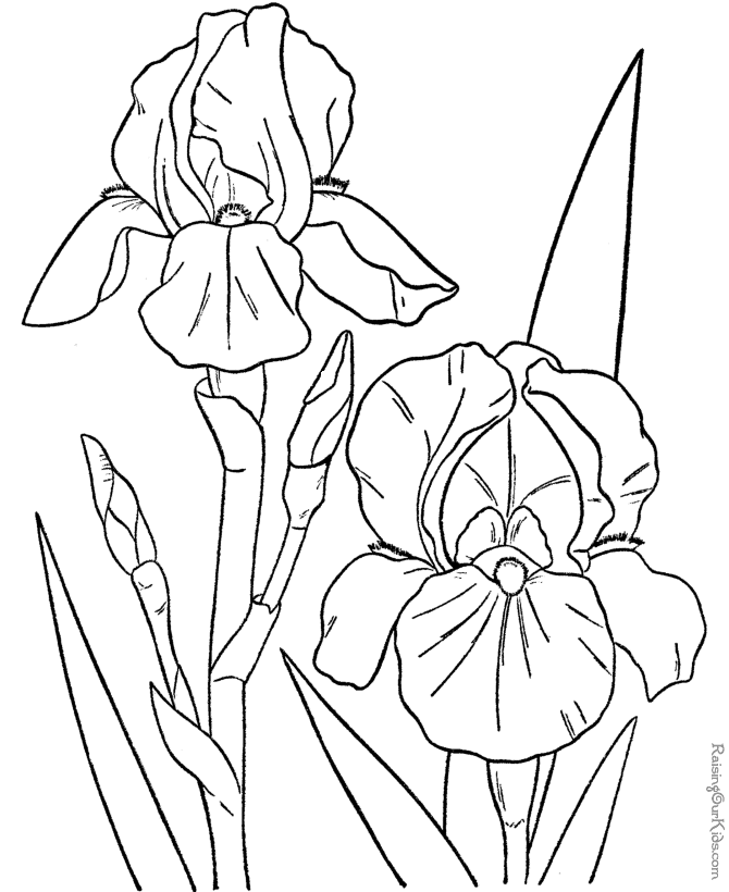 Free coloring pictures of flowers 017