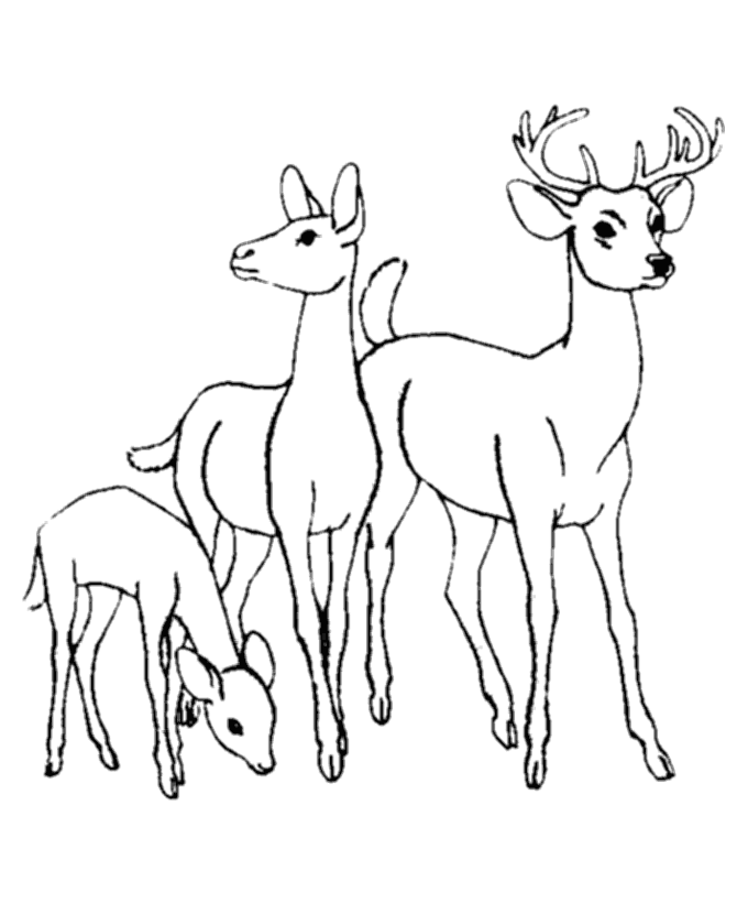 Deer family Coloring Page | Wild Animal Coloring Pages and Kids