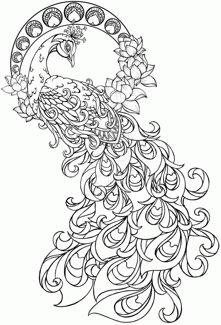 Related Peacock Coloring Pages item-11019, Peacock Coloring Pages ...