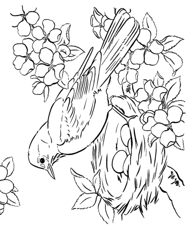 Spring Scenes Coloring Page 21 - Spring Robin Coloring Sheets