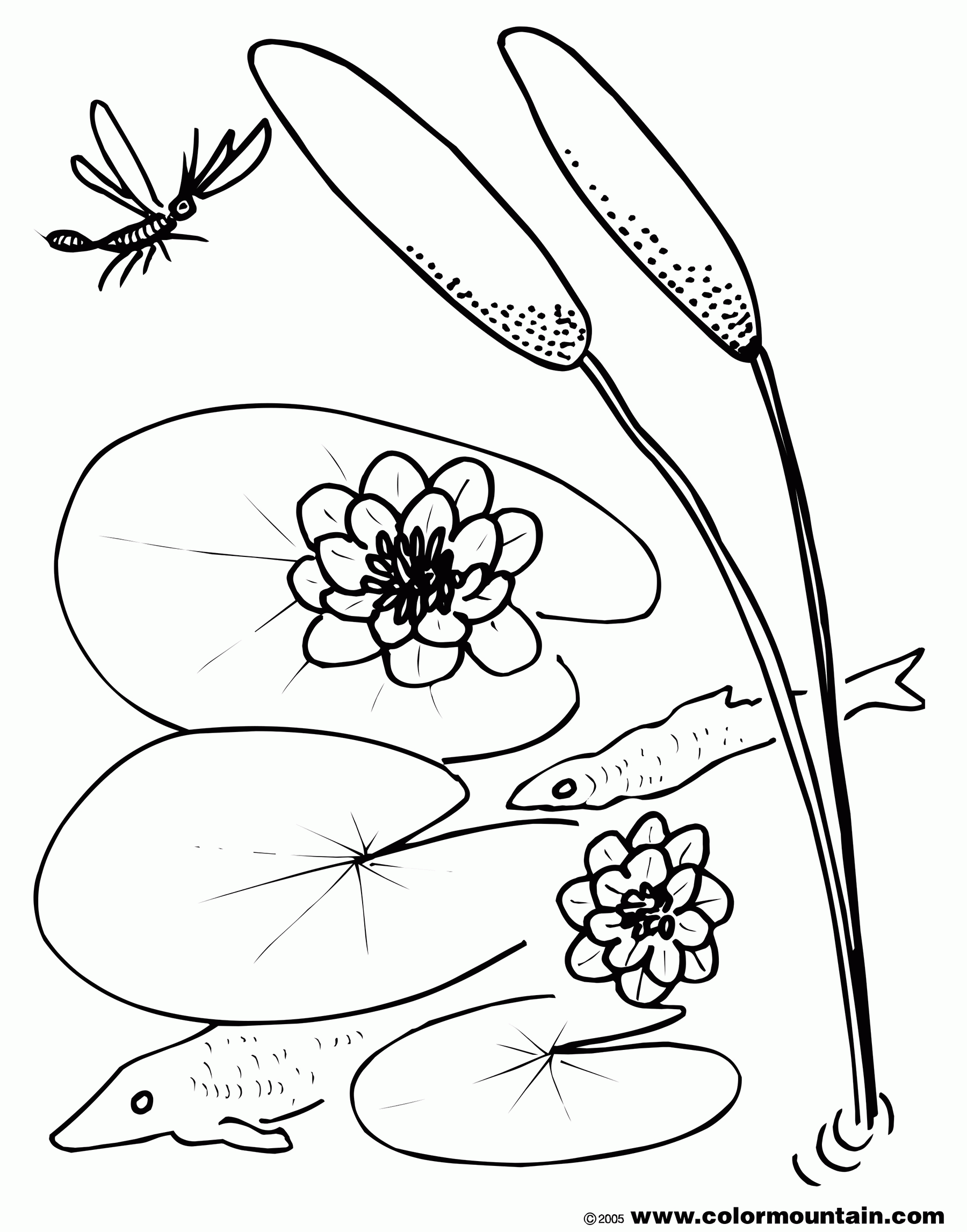 Lily Pad Coloring Sheet - Create A Printout Or Activity