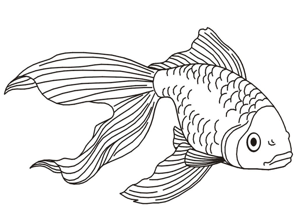 Free Printable Goldfish Coloring Pages For Kids | Fish coloring page, Fish  drawings, Animal coloring pages