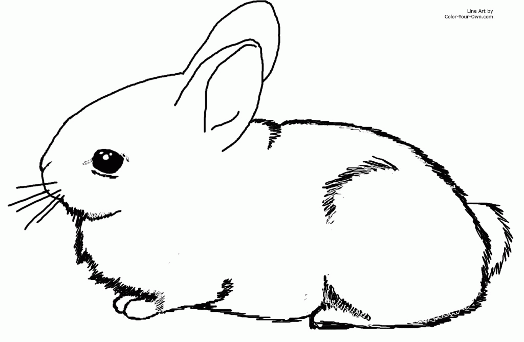 adorable baby bunny cottontail rabbit coloring page