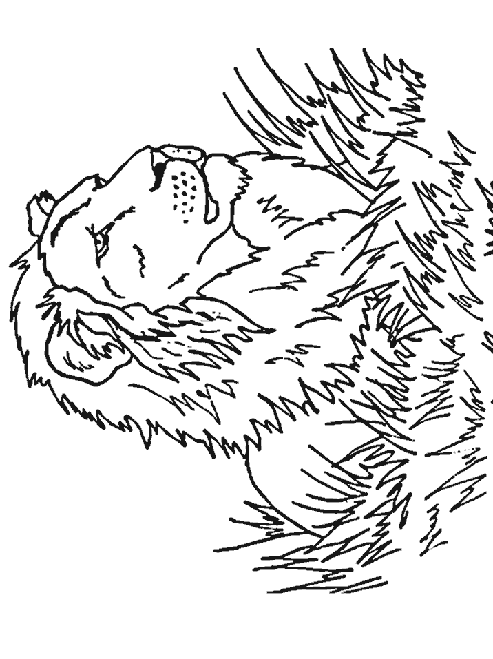 Lions Lion8 Animals Coloring Pages & Coloring Book