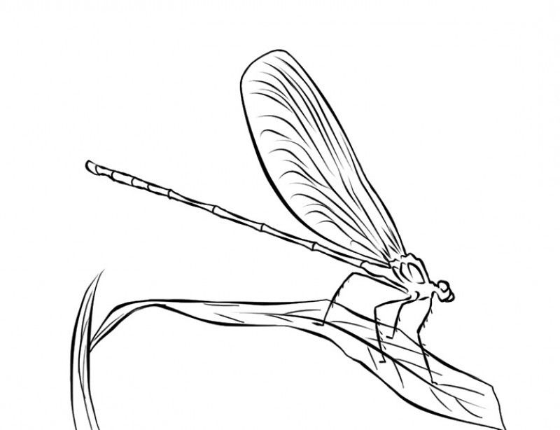 Dragonfly That Rested On Leaf Coloring Pages - Kids Colouring Pages