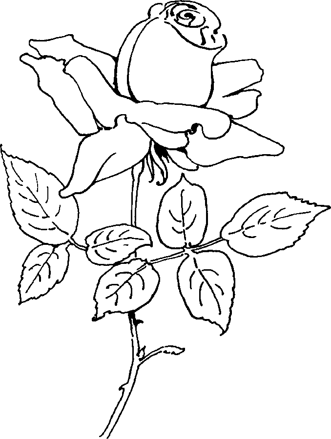 Rose Coloring Pages 143 | Free Printable Coloring Pages
