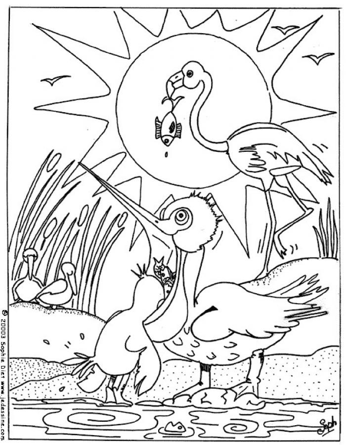 BIRD coloring pages - Crane and Flamingo